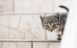Обои для рабочего стола: Котенок в засаде
