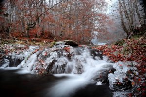 Обои для рабочего стола: Осенний ручей