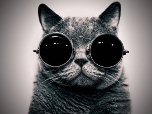 Обои для рабочего стола: Кот Лепса