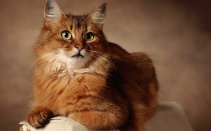 Обои для рабочего стола: Сомалийская кошка