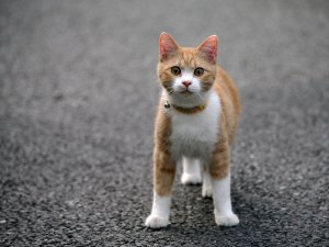 Обои для рабочего стола: Кот с бубенцом