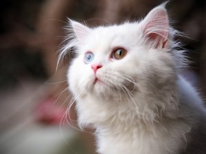 Обои для рабочего стола: Кот с разными глазам...