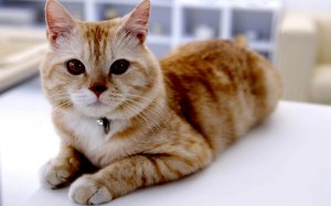 Обои для рабочего стола: Холеная кошечка