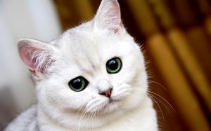 Обои для рабочего стола: Пушок с круглыми гла...