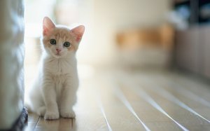 Обои для рабочего стола: Котейка