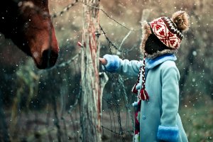 Обои для рабочего стола: Лошадка