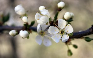 Цветущая яблоня - скачать обои на рабочий стол