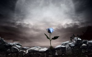 Обои для рабочего стола: Роза на камнях