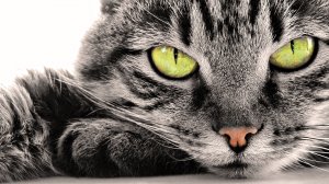 Обои для рабочего стола: Cat