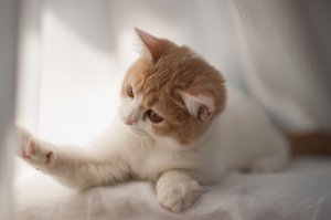Обои для рабочего стола: Увлеченный кот