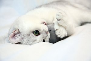 Обои для рабочего стола: Яростно кусаю