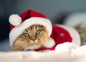 Обои для рабочего стола: Новогодний котик