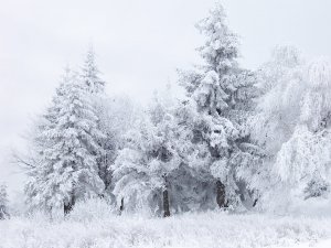 Обои для рабочего стола: Ели в белом одеянии