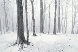 Обои для рабочего стола: Заснеженный лес