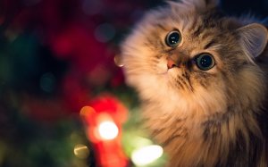 Обои для рабочего стола: Котик и Новый год