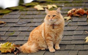 Обои для рабочего стола: Кот на крыше
