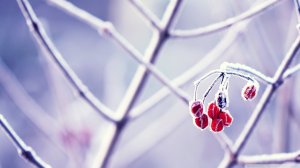 Обои для рабочего стола: Ягодки калины