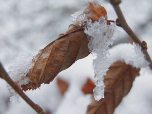 Обои для рабочего стола: Листья зимой