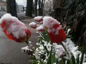 Обои для рабочего стола: Снег на бутонах