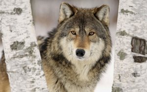 Обои для рабочего стола: Хмурая волчица
