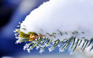 Обои для рабочего стола: Еловая ветка под сне...