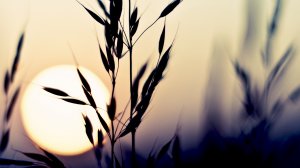 Обои для рабочего стола: Силуэты колосьев