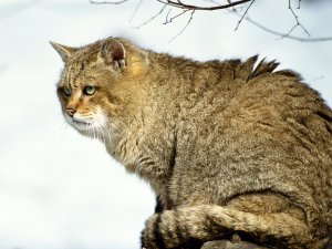 Обои для рабочего стола: Дикий кот