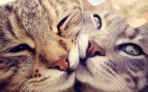 Обои для рабочего стола: Котейки