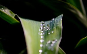 Обои для рабочего стола: Капли воды