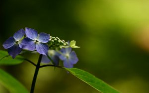 Обои для рабочего стола: Весенние цветы