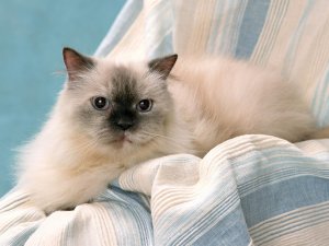 Обои для рабочего стола: Гималайский кот