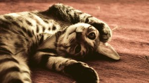 Обои для рабочего стола: Кошачий стречинг