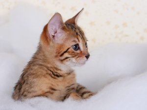 Обои для рабочего стола: Киска