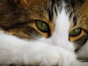 Обои для рабочего стола: Прикрыл нос