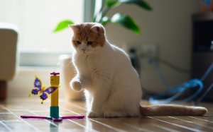 Обои для рабочего стола: Заигрался