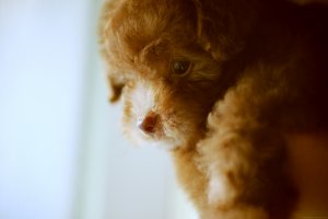 Обои для рабочего стола: Очаровательный щенок