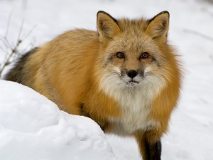 Обои для рабочего стола: Рыжий лис