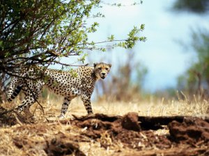 Обои для рабочего стола: Запыхавшийся гепард