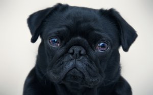 Обои для рабочего стола: Мопсик