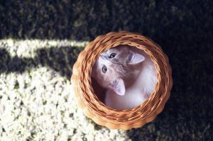 Обои для рабочего стола: В плетеном кувшине