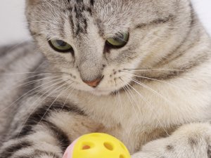 Обои для рабочего стола: Игрушка