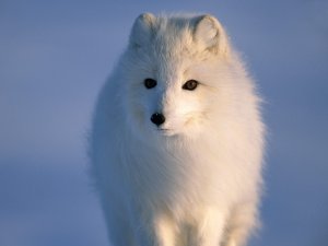 Обои для рабочего стола: Белый песец