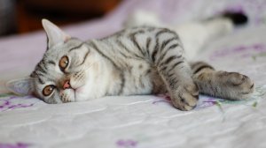 Обои для рабочего стола: Загорающий кот