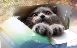 Обои для рабочего стола: Кот в коробке