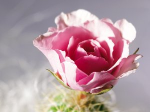 Обои для рабочего стола: Розовый бутон