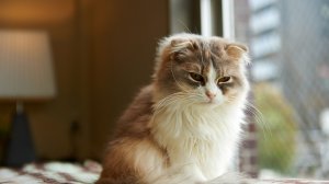 Обои для рабочего стола: Грузят мысли