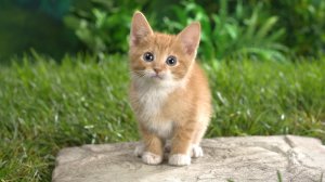 Обои для рабочего стола: Котеныш