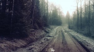 Обои для рабочего стола: Дорога в лесу