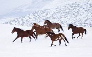 Обои для рабочего стола: Лошади на снегу