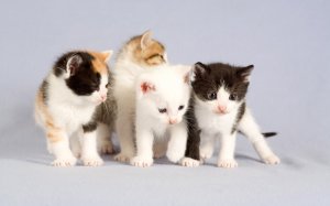 Обои для рабочего стола: Кошачья грядка